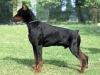 doberman