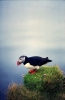 puffin