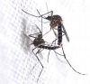 sivrisineklerin göt göte sevişmesi