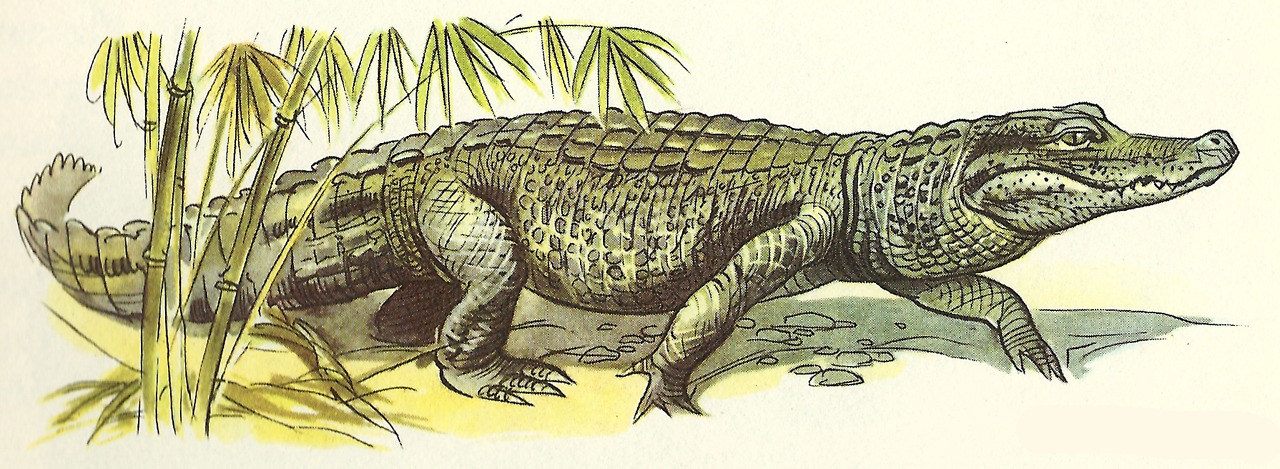 Пресмыкающиеся жарких стран. Изображение крокодила. Крокодил рисунок. Крокодил для детей. Изображение крокодила для детей.