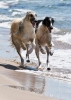 borzoi