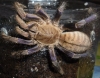 haplopelma lividum