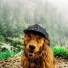 köpek / #949894
