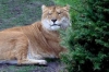 liger