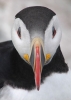 puffin