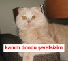 uğur ışılak ın vekil listesine girememesi / #838714