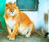 liger