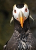 puffin