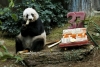 pandaların yaşamına imrenmek