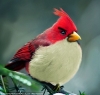 angry birds kuşunun gerçekte de var olması / #760770