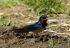 genus hirundo / #669010