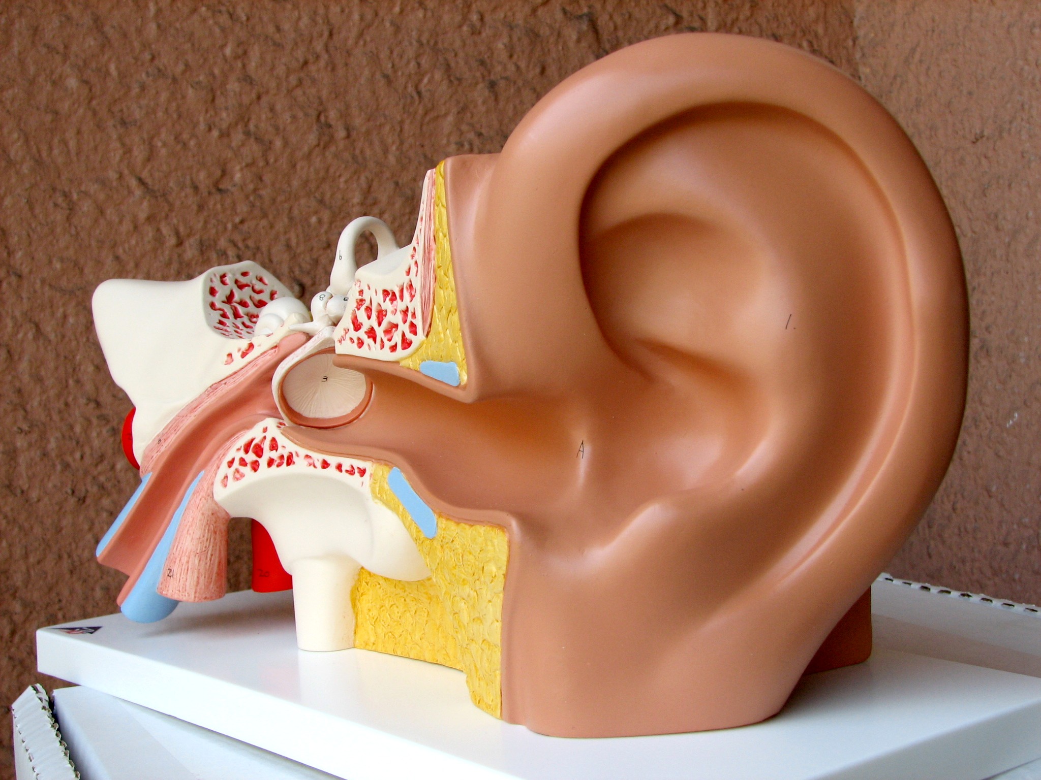 Улитка слухового аппарата. Макет уха человека. Ухо в разрезе. Муляж уха человека. Ушная раковина улитка.