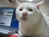 capslerde kullanılan tipsiz kedi / #915049