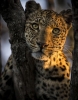 leopar