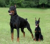 doberman