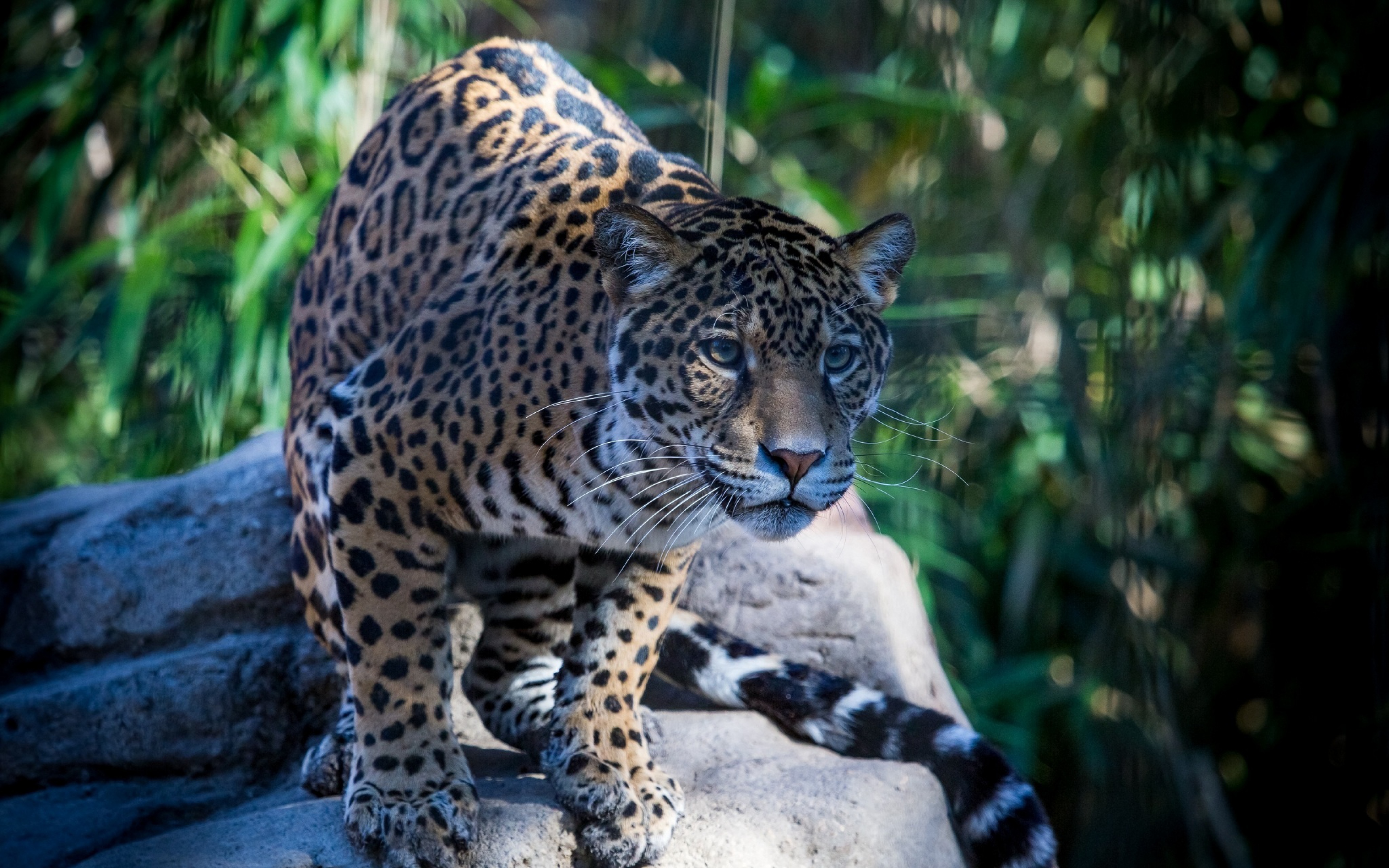 Ягуар фото животного. Бразильский Ягуар. Ягуар животное. Ягуар Дикая кошка. Ягуар вилд.