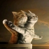 sözlük yazarlarının kedi fotoları