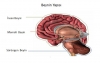 beyniniz olmasaydı hangi organınızla düşünürdünüz