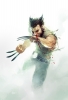 wolverine