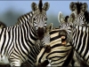 zebra / #894365