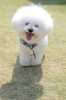 bichon frise