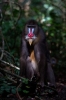 mandrill