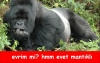 maymunların evrim teorisi hakkındaki yorumları / #909834