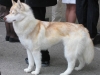 kızıl husky / #823803