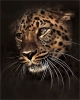 leopar