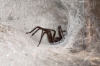 avustralya da örümcek yağması