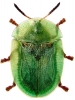 böcek koleksiyonu yapmak / #818636