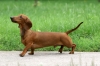 dachshund / #865667