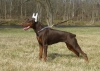 doberman