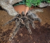 lasiodora parahybana