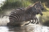 zebra / #754837