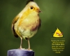 angry birds kuşunun gerçekte de var olması / #760778