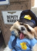 deputy / #635342