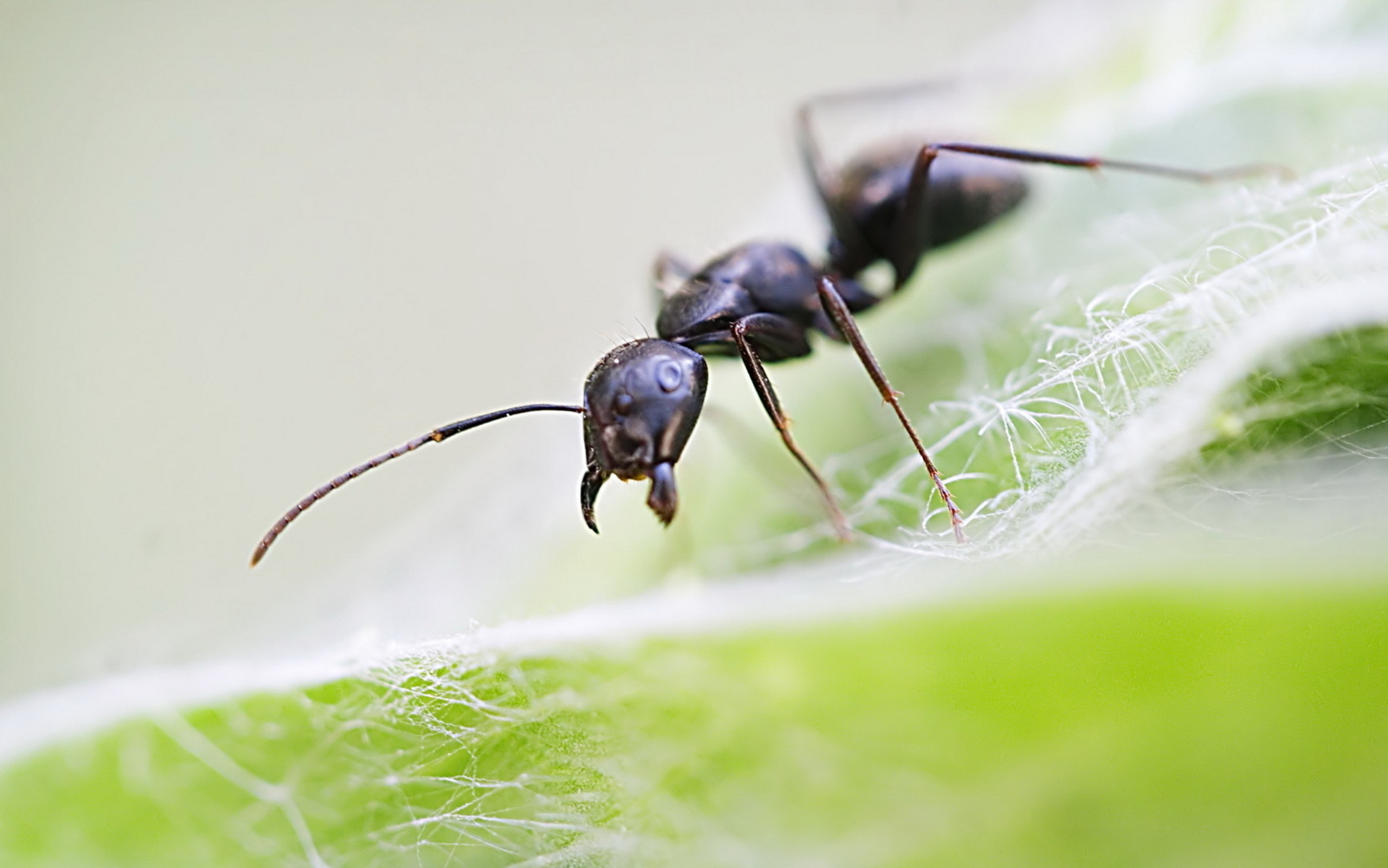 природа макро муравей смола насекомое скачать