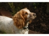 köpek / #907438