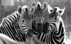 zebra / #894407