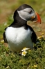 puffin