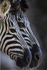 zebra / #894368