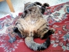 hayatı boyunca kedi beslememiş insanlar / #812291
