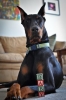 doberman / #772734