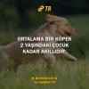 köpek / #887839