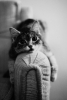 yüzde 25 faizle kedi almak / #570643