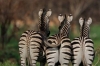 zebra / #894371