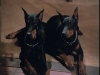 doberman