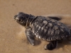 caretta caretta