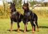 doberman